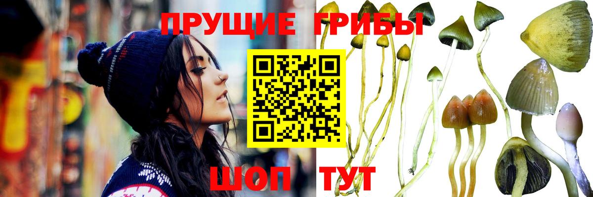 Галлюциногенные грибы Magic Shrooms Светлоград